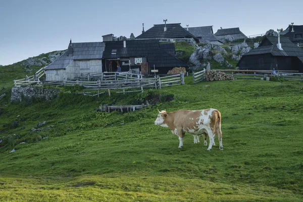 Çoban kulübe Velika Planina üzerinde