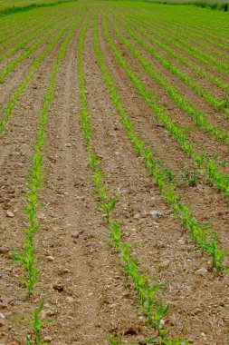 satır genç Mısır 