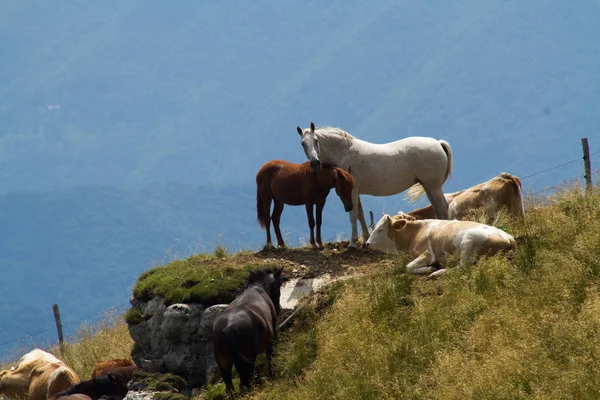 Horses and cows — Stock Photo, Image