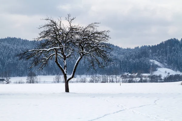 Kışın elma ağacı