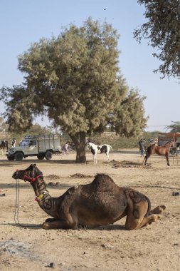 Nagaur sığır Fuarı 
