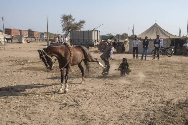 Nagaur sığır Fuarı 
