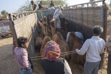 Nagaur sığır Fuarı 