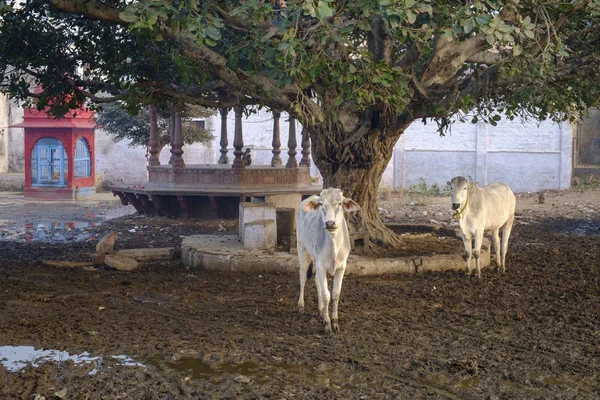 İnekler Vrindavan sokakta