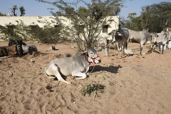Nagaur sığır Fuarı 