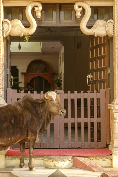 Tapınak girişinde boğa.