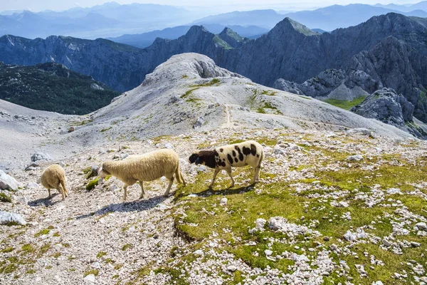 Pâturage des moutons dans les Alpes juliennes . — Photo