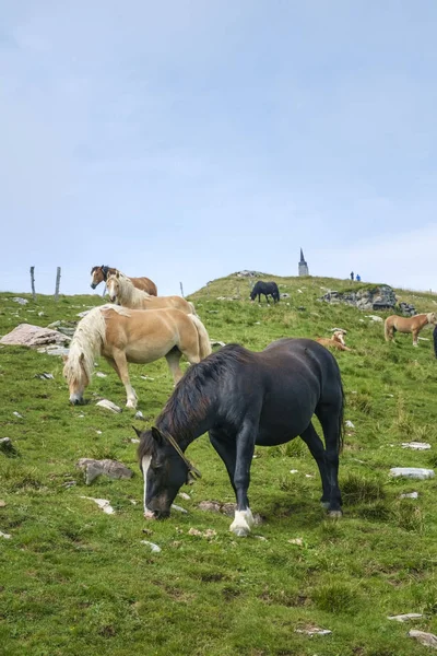 Atları Dağı'nda mera Porezen Dağı'nda Slovenya.