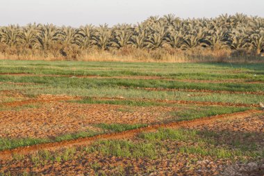 Dahla oasis, Mısır alanları.