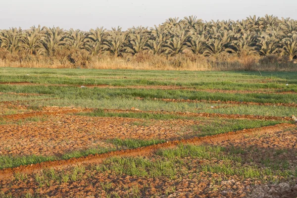Dahla oasis, Mısır alanları.