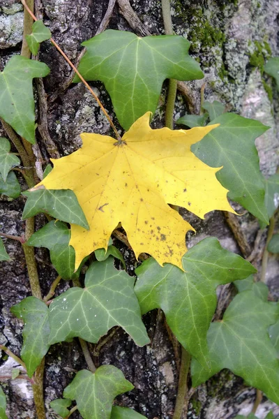 Beautiful colorful autumn season maple tree leaf and common ivy. — Stock Photo, Image