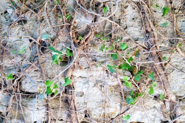 Terk edilmiş binada büyümüş duvarına.