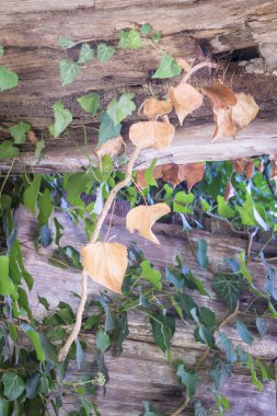 Terk edilmiş bir bina içinde büyüyen ortak sarmaşık yaprakları.