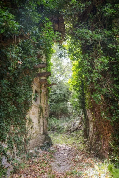 Terk edilmiş binaların büyümüş duvarları.