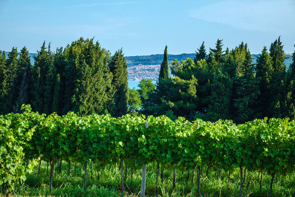 Виноградники Дебели Ртич, Словения. Копер на заднем плане
.