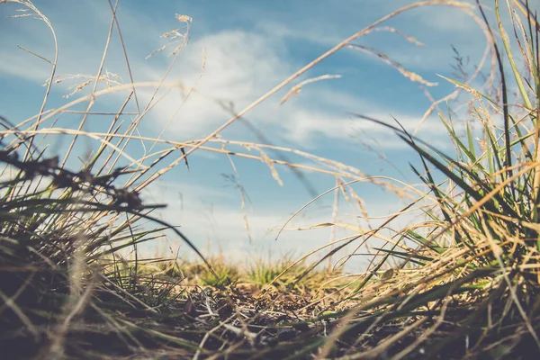 çimenli ve mavi gökyüzü olan yaz arkaplanı