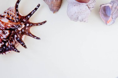Üzerinde deniz kabukları olan beyaz arkaplan