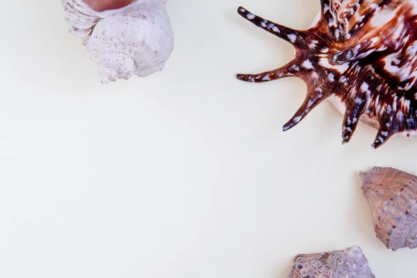 Sağ tarafında farklı renkte deniz kabukları olan beyaz arkaplan