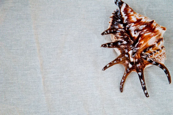 Sağ tarafında deniz kabuğu olan beyaz kumaş arka plan