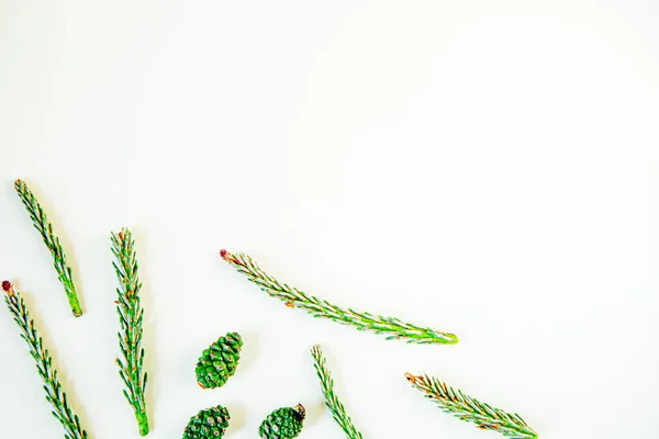 Açık yeşil arka planda genç çam kozalakları. Yeşil koni ve köknar ağacı dallarından oluşan desen. Düz konum, üst görünüm, kopyalama alanı