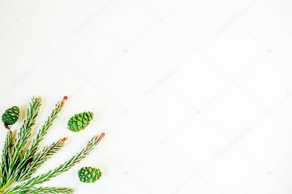 Young pine and cones on white background. Pattern made of green cones and fir-tree branches. Flat lay, top view, copy space