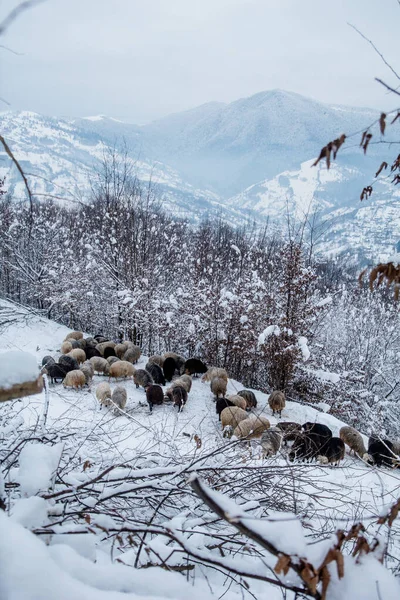 Kış dağlarının arka planında koyunlar ve ağaçlar var. Kış manzarası. Dikey görünüm