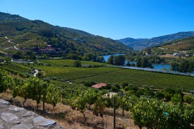 2019 yazında Douro Vadisi Portekiz üzüm bağlarının manzarası