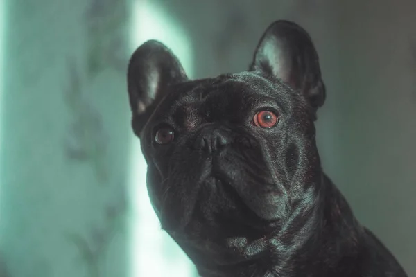 Bulldog Francés Parece Mirada Seria — Foto de Stock