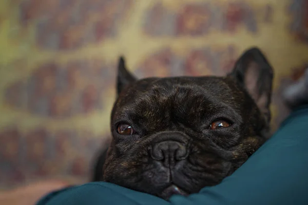 Lindo Primer Plano Imagen Frontal Completa Bulldog Francés Dormido Soñando — Foto de Stock