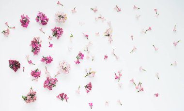 Arkaplan görüntüsü, üst manzara, beyaz arkaplana dağılmış çiçekler. Mor ve pembe çiçekler. Bahar leylağı. Soldan sağa doğru derece. Çiçeklerin bileşimi