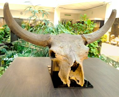 Boynuzlu bizon iskeleti