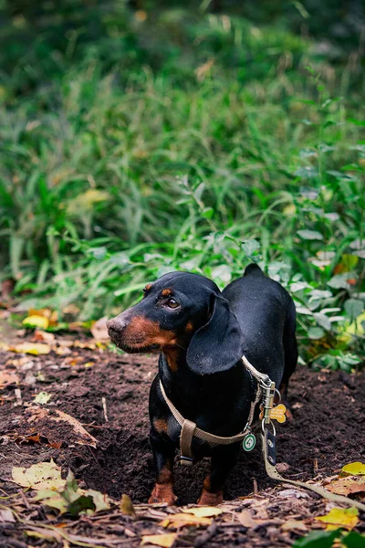 Dachshund Bir Köpeği Stok Fotoğraf