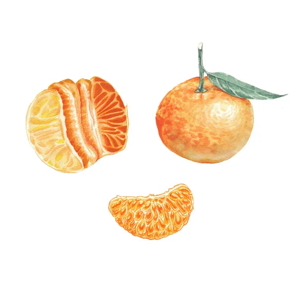 Akvarell mandarin készlet — Stock Fotó