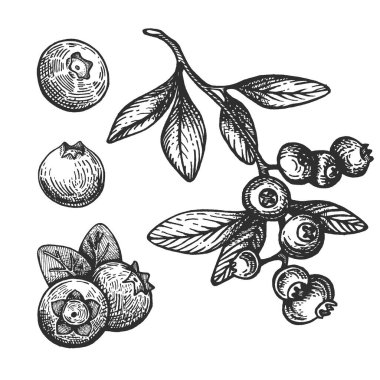 yaban mersini deseni, basitçe vektör çizimi 