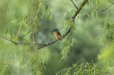 Nehir Kingfisher yeşil söğüt ağacı üzerinde