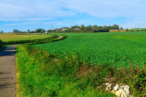 Landsbygden i Cote dor, Burgundy — Stockfoto