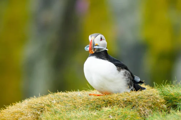 Papegaaiduiker vis in zijn mond houden — Stockfoto