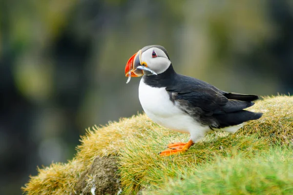 Puffin sosteniendo peces en su boca — Foto de Stock