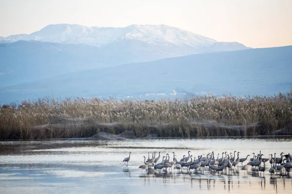 Common crane birds in Agamon Hula bird refuge — Stock Photo, Image