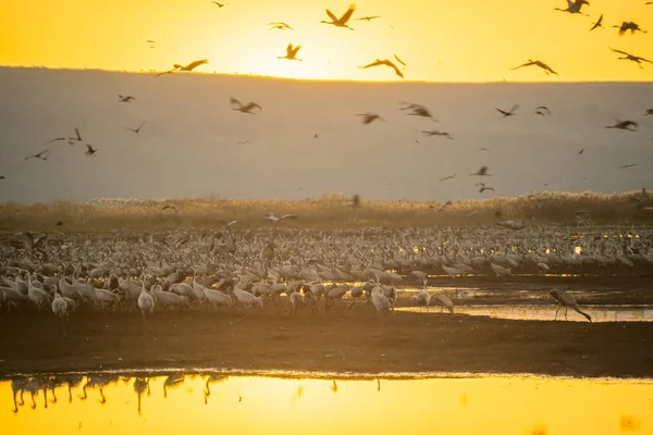 Aves guindastes comuns em Agamon Hula refúgio pássaro — Fotografia de Stock