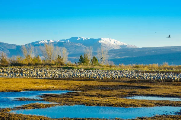 Agamon Hula kuş barınağı ortak vinç kuşlar