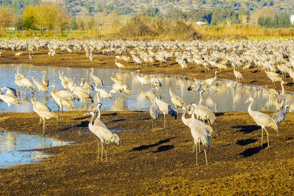 Common crane birds in Agamon Hula bird refuge — Stock Photo, Image