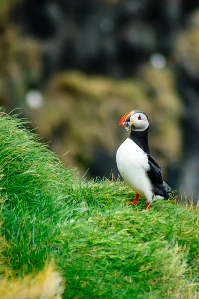 Ağzına balık tutan martı
