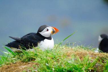 Puffins  the east fjords region clipart