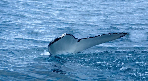 Whale, nära Husavik — Stockfoto