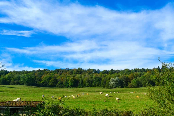 Landsbygden i Cote dor, Burgundy — Stockfoto