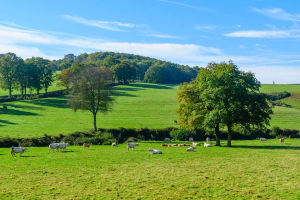 Landsbygden i Cote dor, Burgundy — Stockfoto