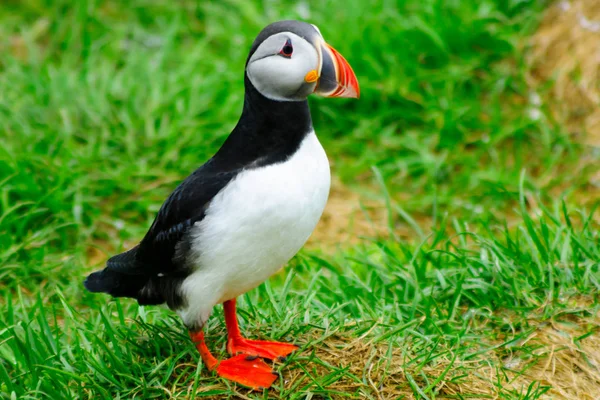 Puffins  the east fjords region