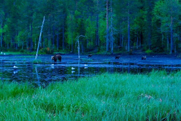 Бурий ведмідь сім'ї, в області Kuusamo — стокове фото