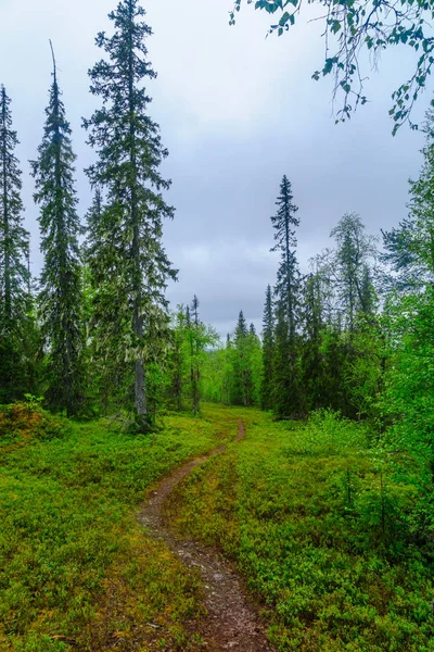 Rykimakero Trail, nel Parco Nazionale Pyha-Luosto — Foto Stock